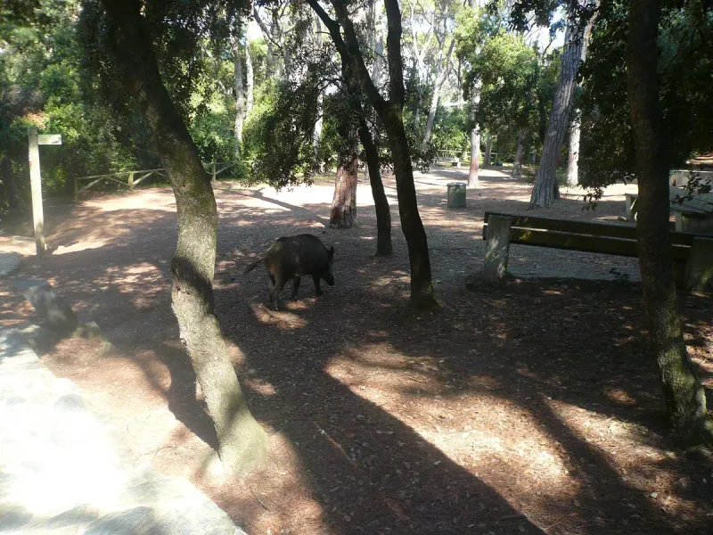Dirt trail in a pine forest with a wild boar crossing it