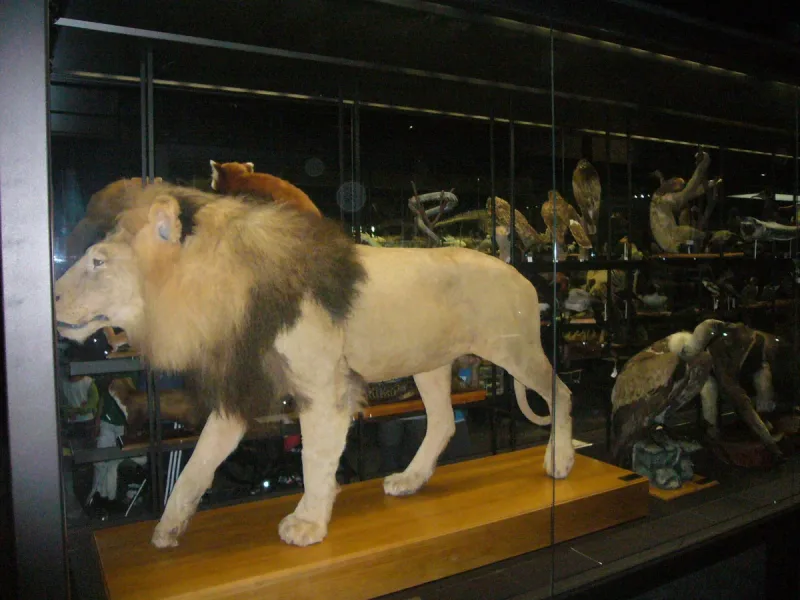 Taxidermy lion in a wood and glass display case in an exhibition hall