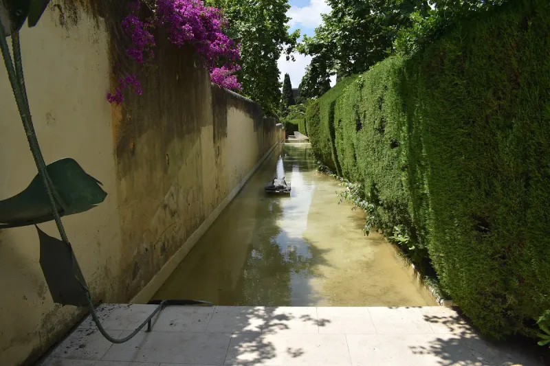 Narrow garden path between tall clipped hedges