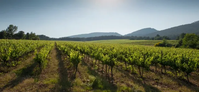Rows of green vines to the horizon, with wooded hills in soft light