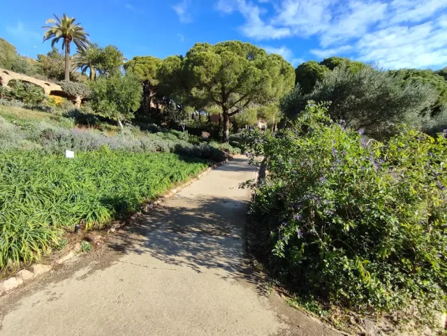 A winding path between green beds, with palms and pine trees in the background